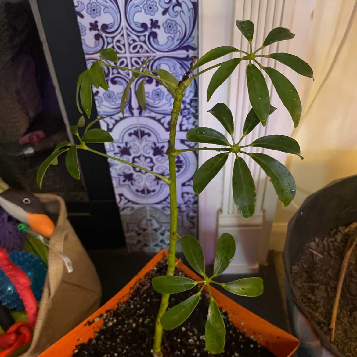 Dwarf Umbrella Tree plant photo by @campbellshaw named Dopey on Greg, the plant care app.