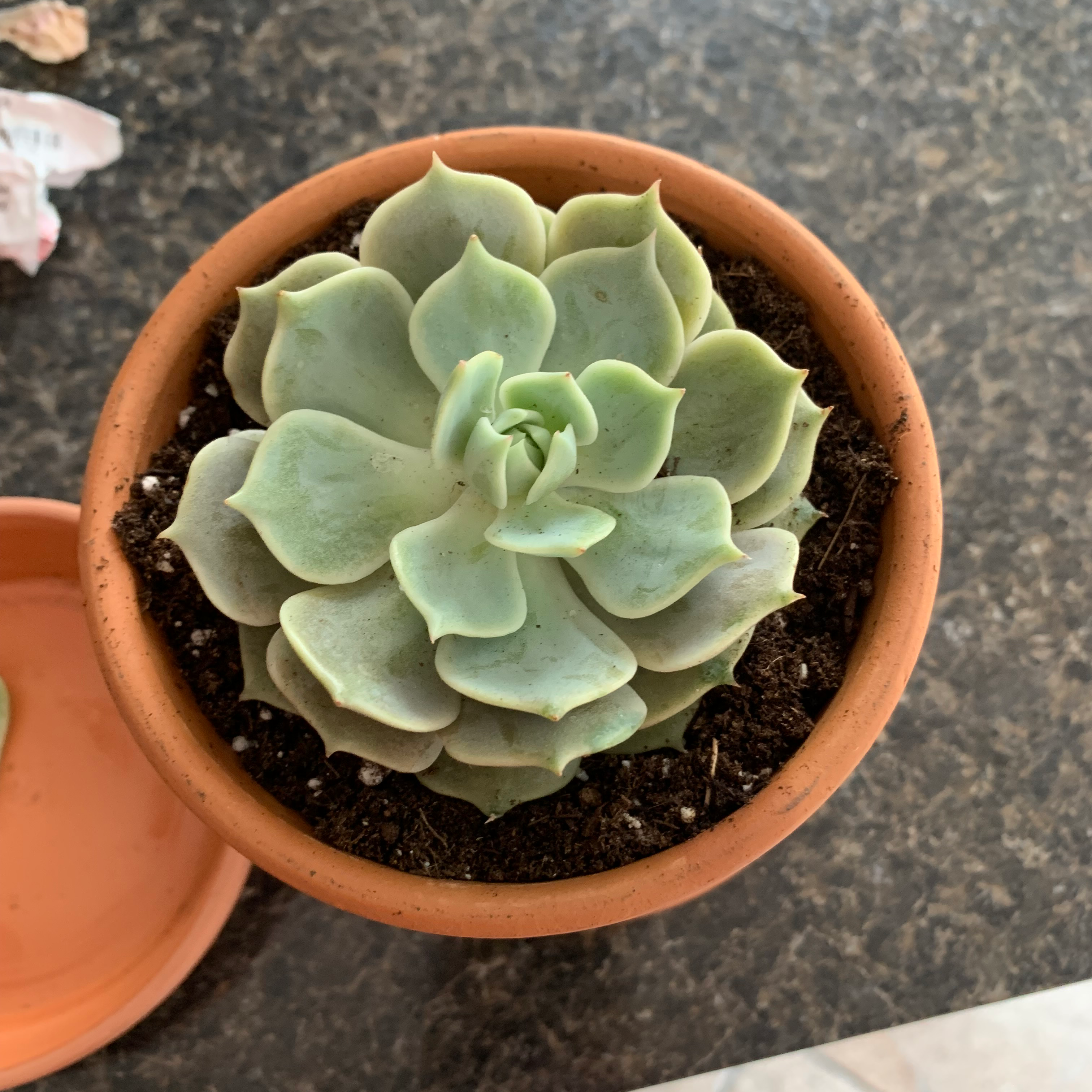 Potted Echeveria 'Lola' succulent with healthy, fleshy leaves in a rosette pattern.