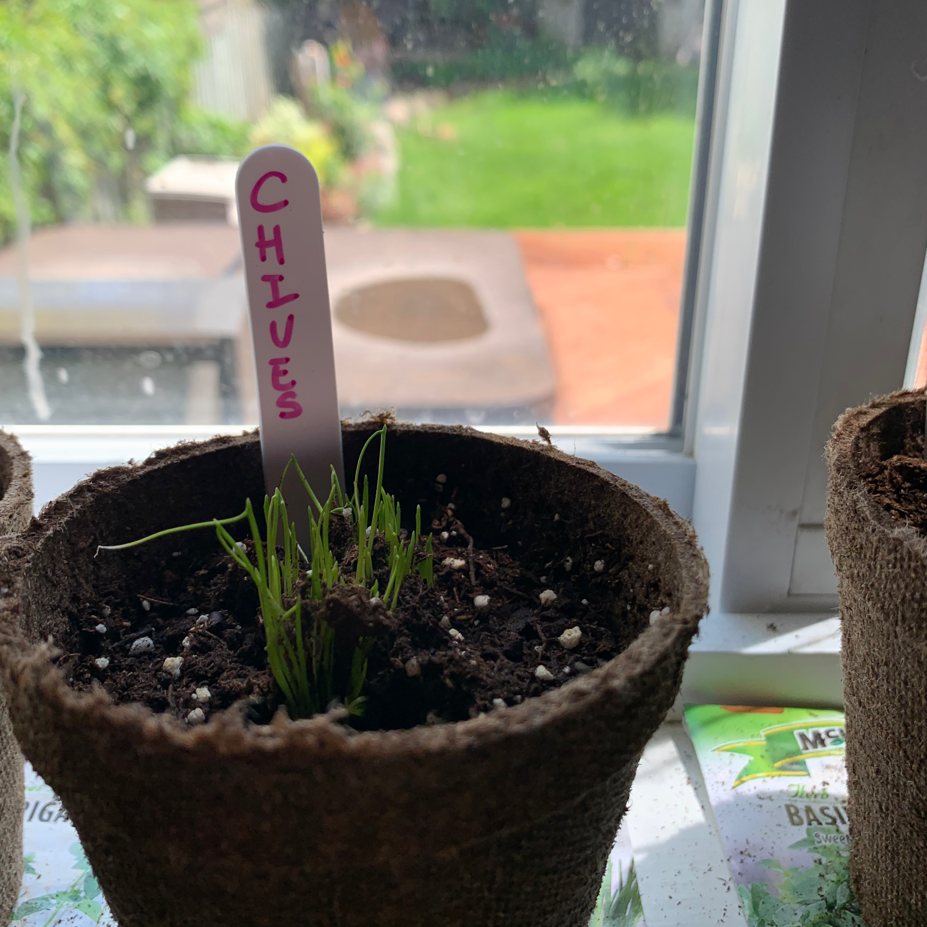 Potted wild chives plant labeled 'Chives' near a window with healthy green shoots.