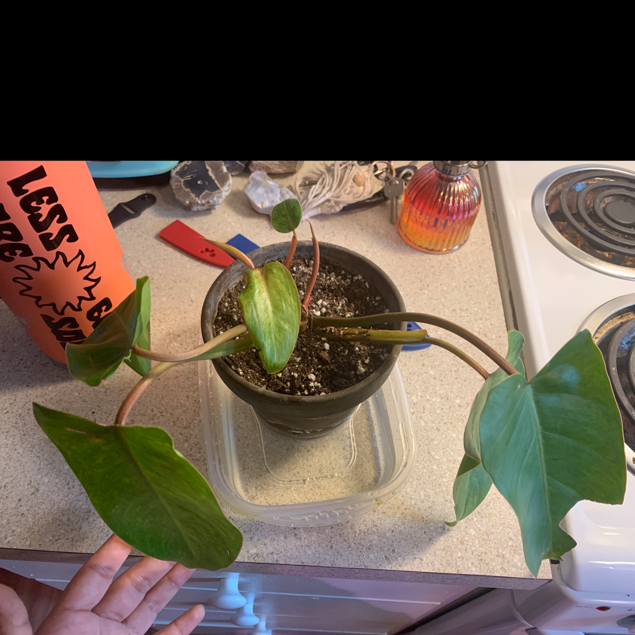 Philodendron 'Painted Lady' plant in a pot on a kitchen counter with visible soil and a hand holding a leaf.