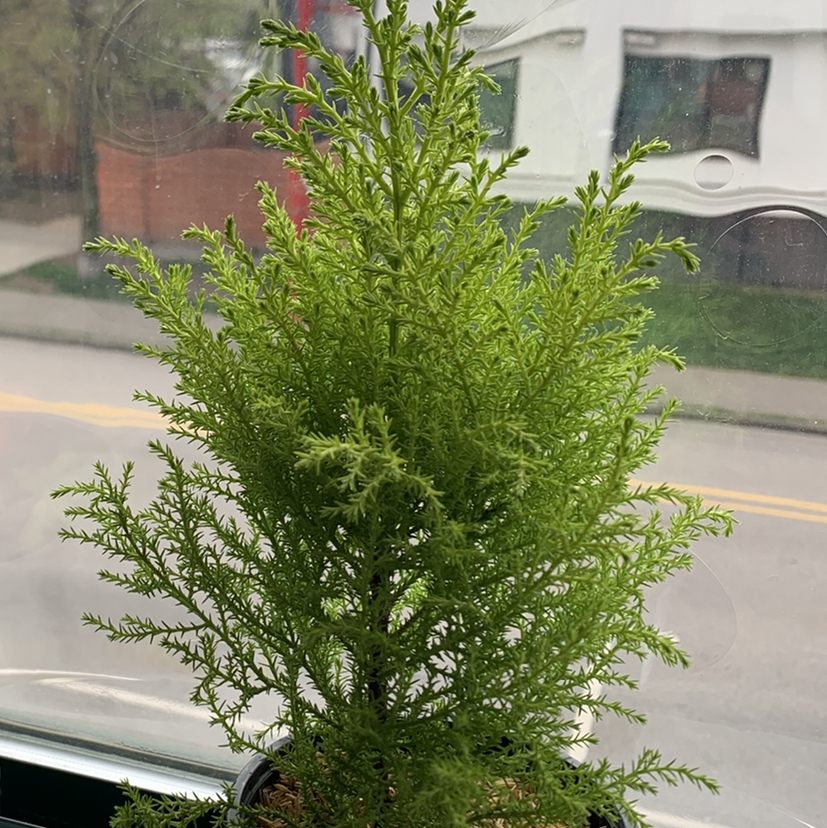 Photo of the plant species Hesperocyparis Macrocarpa by @3rdi named cypress on Greg, the plant care app