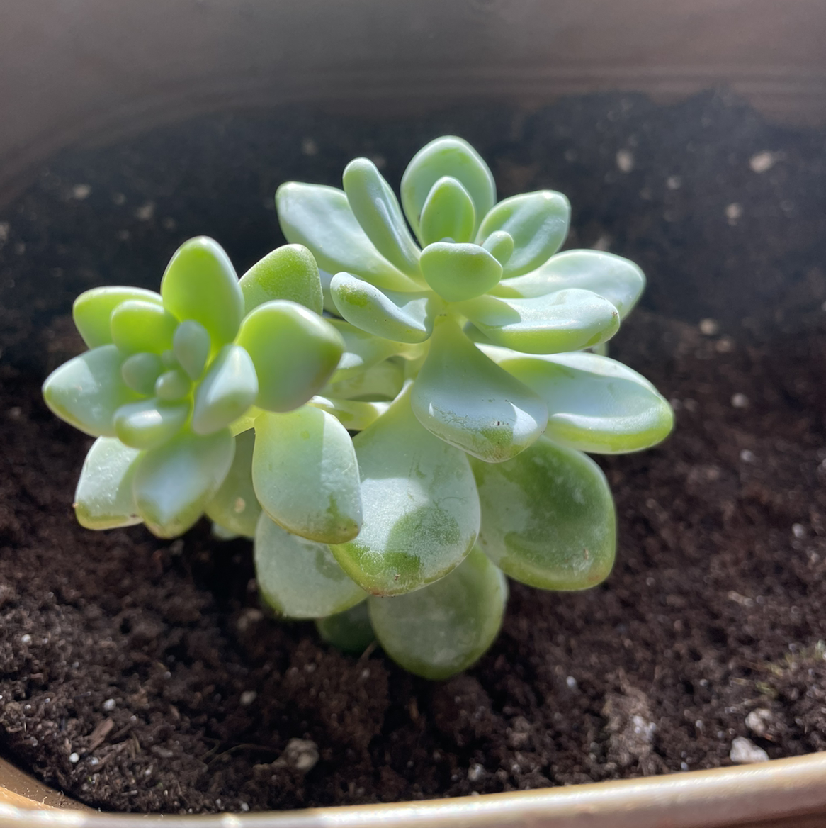 Sedum clavatum plant in a pot with visible soil, appearing healthy.