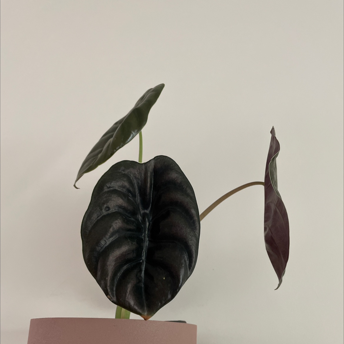 Alocasia ‘Red Secret’ plant with dark glossy leaves in a pink pot.