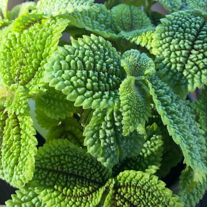 Close-up of a healthy Pilea mollis plant with vibrant green, textured leaves.