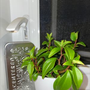 Vining Peperomia plant photo by @adriwashere named Carter on Greg, the plant care app.