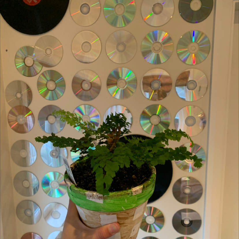 Northern Maidenhair Fern plant photo by Arabella named aakashi on Greg, the plant care app.