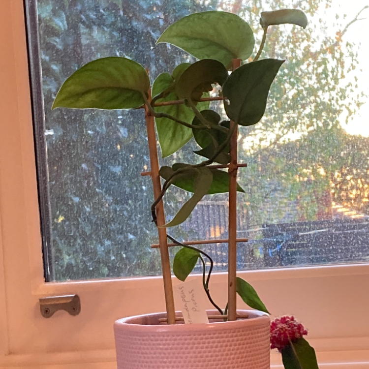 Satin Pothos plant photo by @issyxox named jeremiah on Greg, the plant care app.