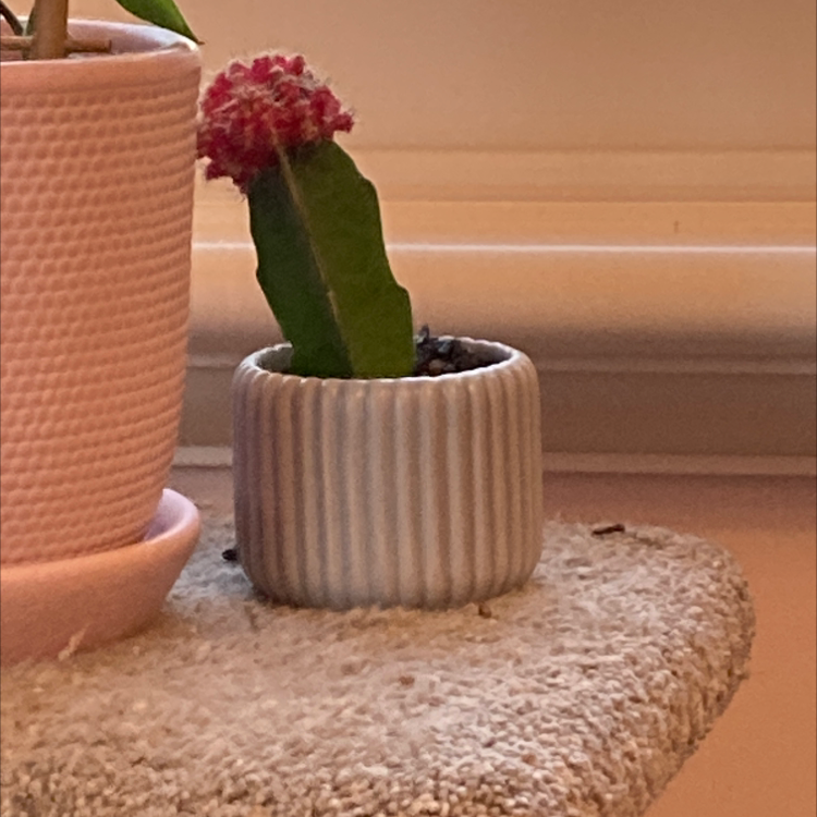 Moon Cactus plant photo by @issyxox named maractus on Greg, the plant care app.