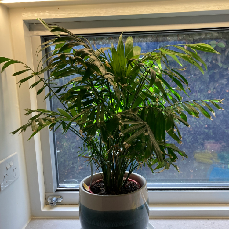 Parlour Palm plant photo by @issyxox named sarah on Greg, the plant care app.