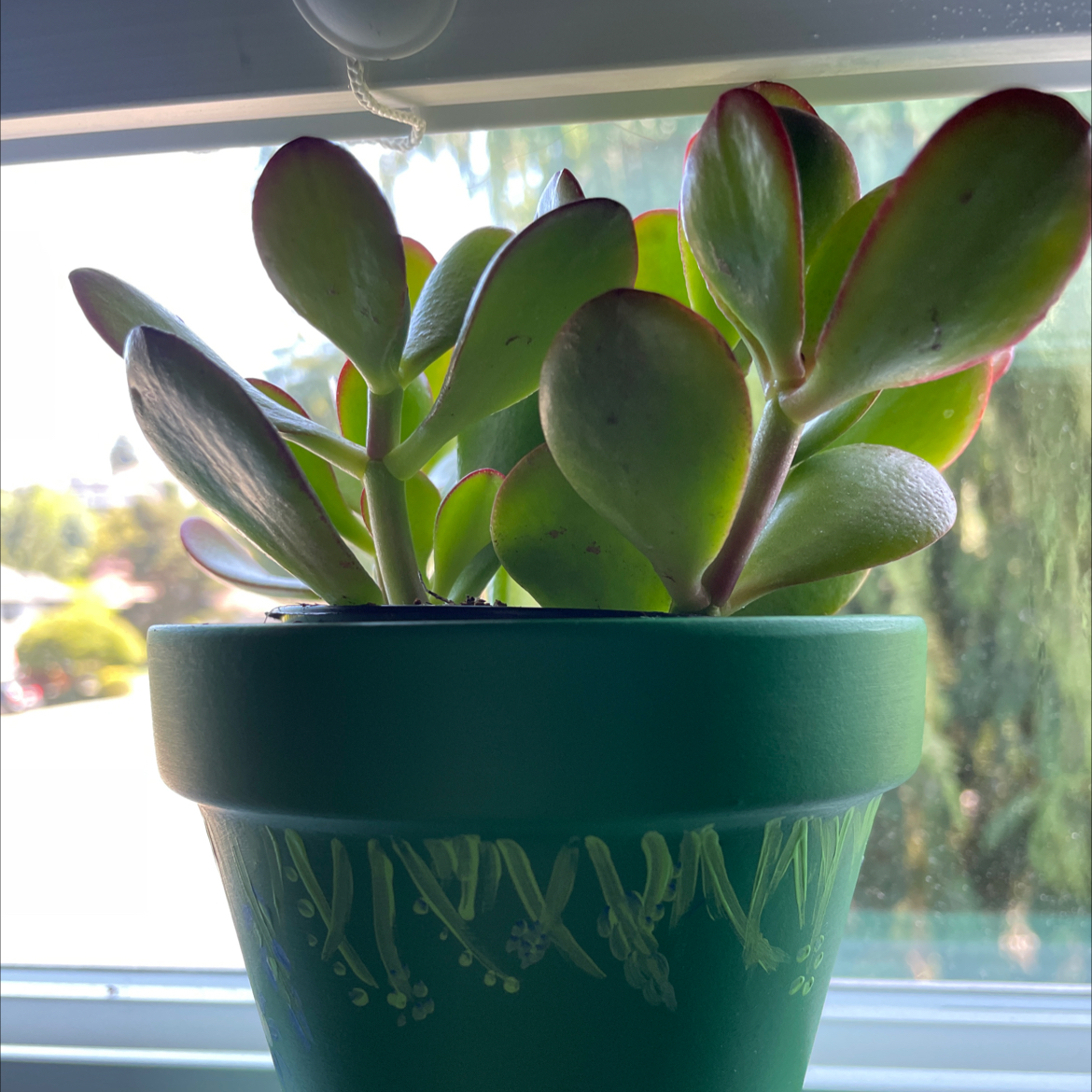 Lucky Plant plant photo by @julianna named jade on Greg, the plant care app.