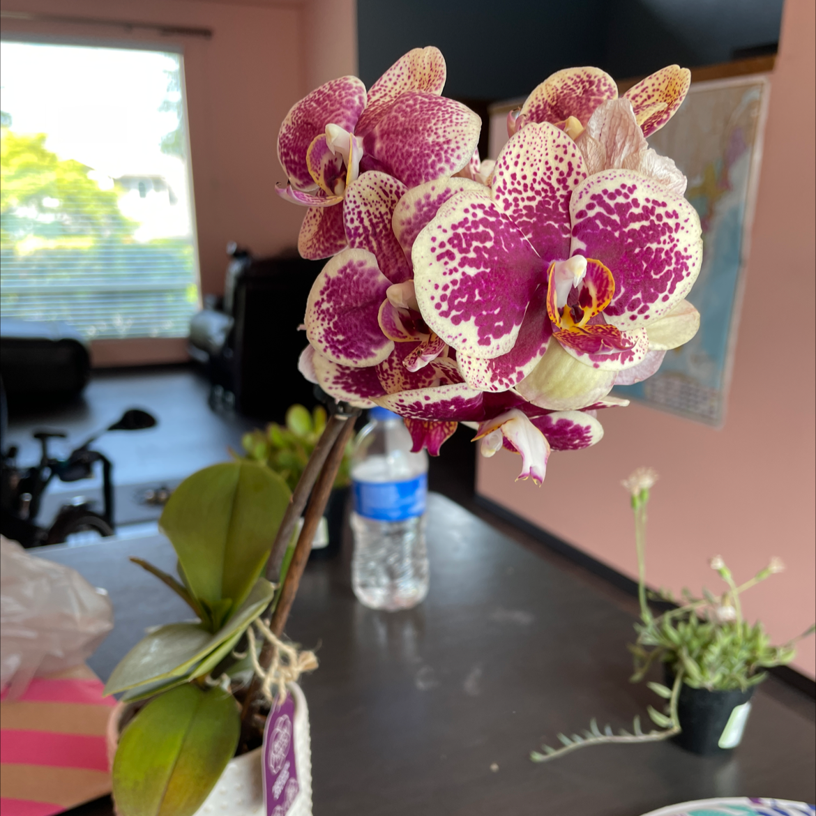 Phalaenopsis Orchid plant photo by @julianna named veronia on Greg, the plant care app.