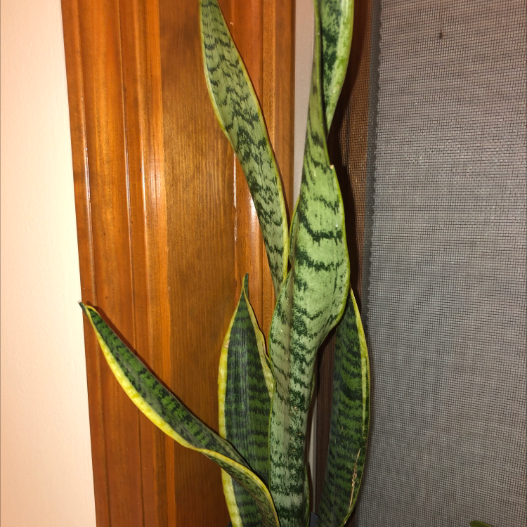 Snake Plant plant photo by Maggie named Edgar on Greg, the plant care app.