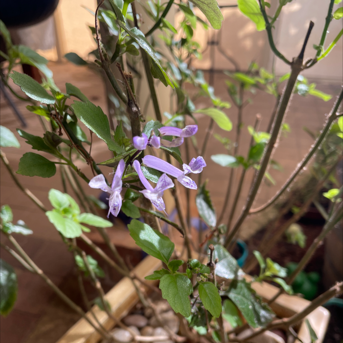 Mona Lavender plant with light purple flowers and green leaves in a pot with visible soil and pebbles.