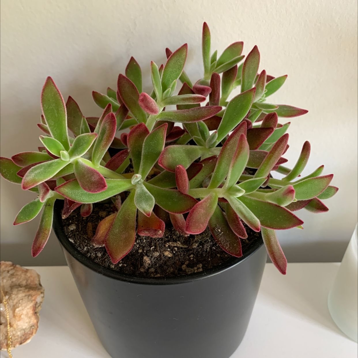 Healthy Echeveria chihuahuaensis plant in a black pot with green leaves and red tips.