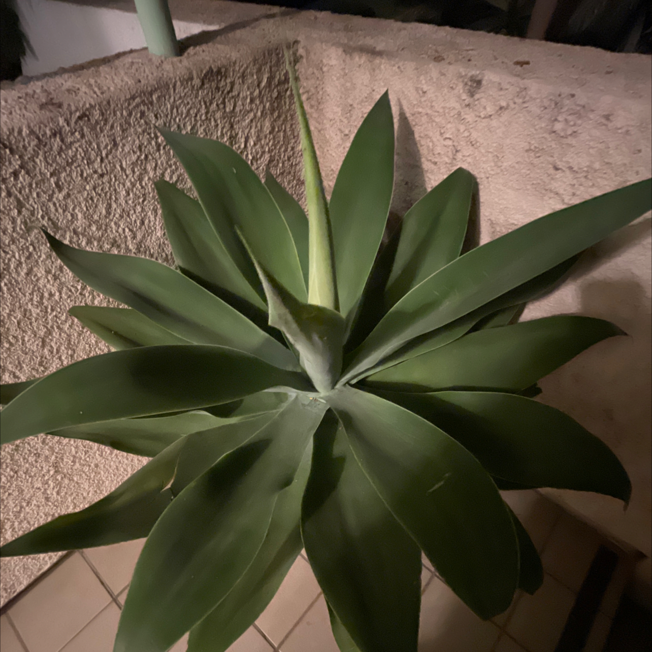 Lion's Tail Agave plant photo by @gazebbo named Kawhi on Greg, the plant care app.