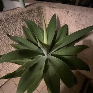 Lion's Tail Agave plant photo by Gazebbo named Kawhi on Greg, the plant care app.