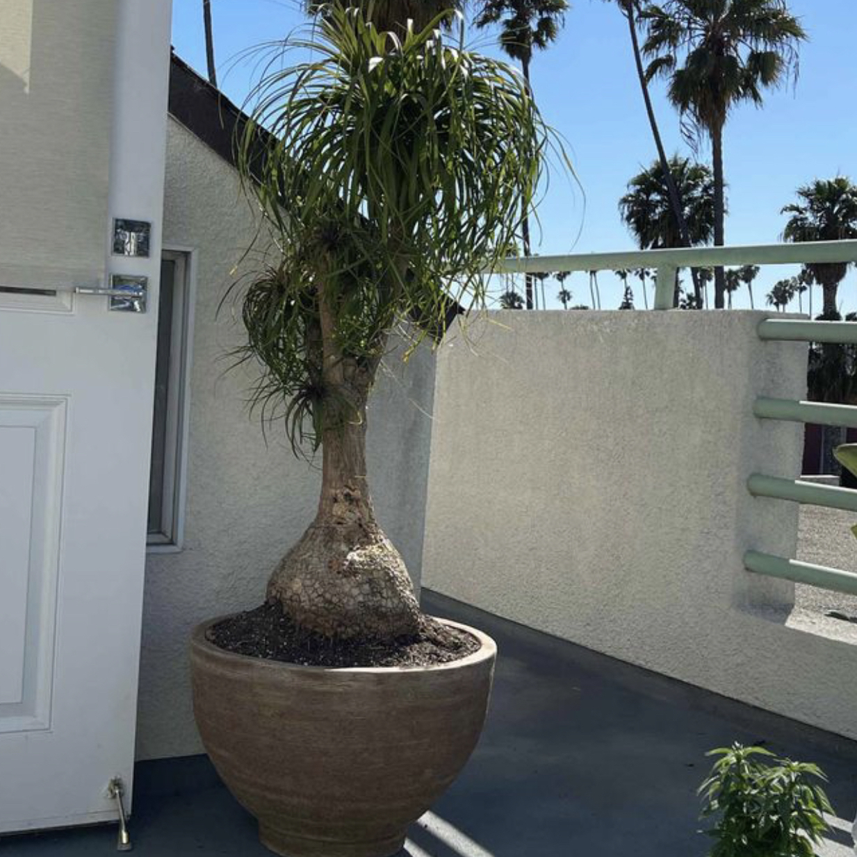 Ponytail Palm plant photo by @gazebbo named Shaquille O’Neill on Greg, the plant care app.