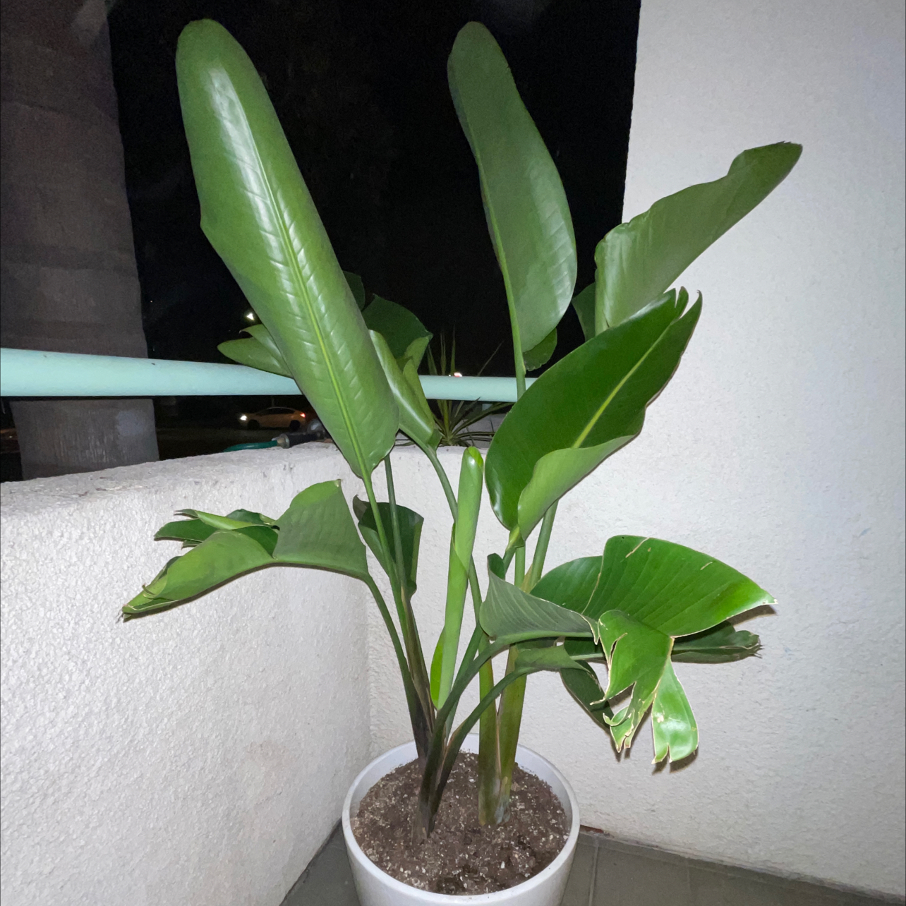 White Bird of Paradise plant photo by @gazebbo named Bronny James on Greg, the plant care app.
