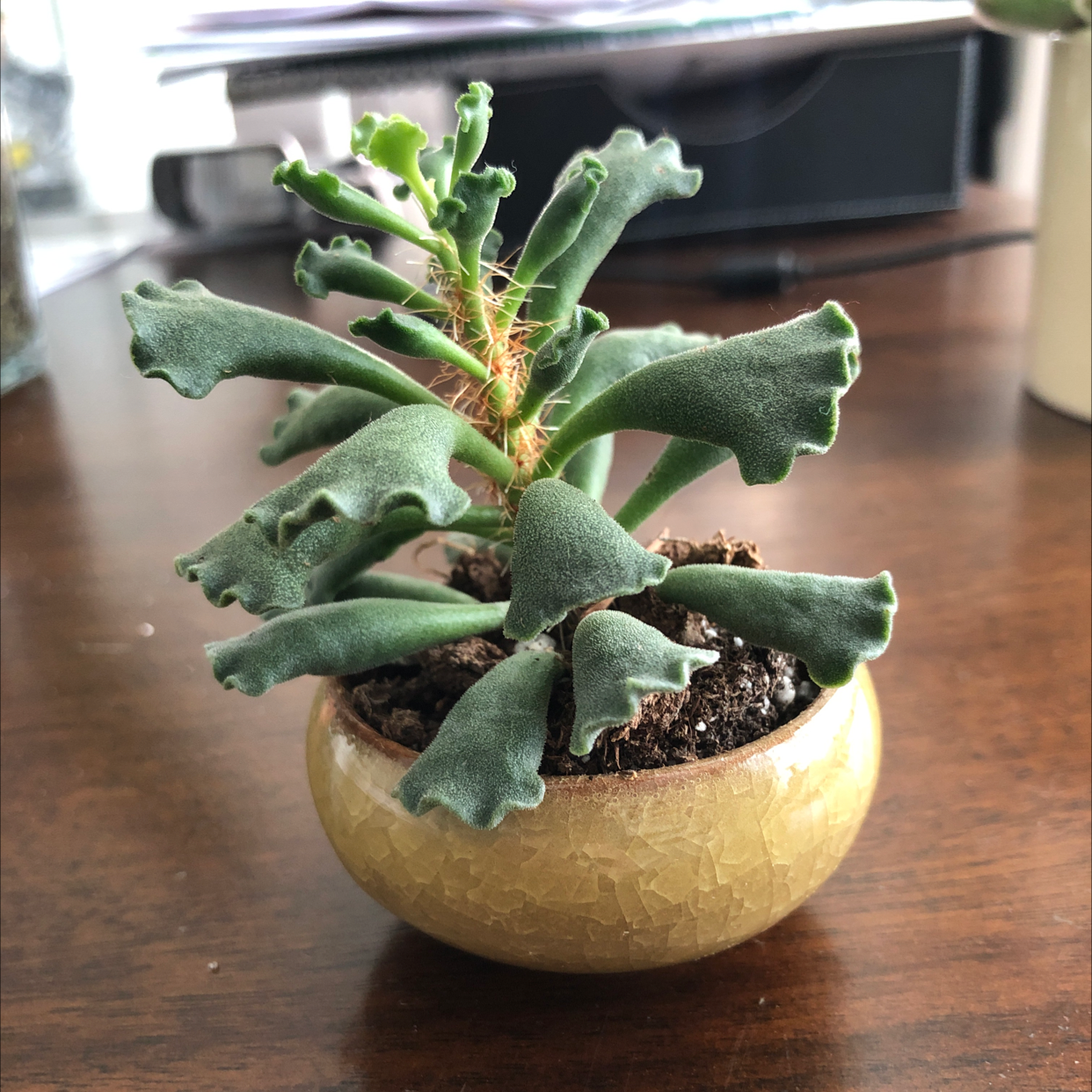 Pillow Feet Crinkle Leaf Plant in a small ceramic pot with crinkled leaves.