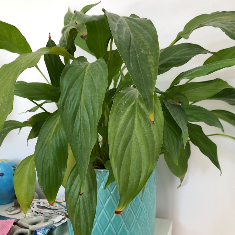 Peace Lily plant photo by @wybie named fernie mac on Greg, the plant care app.