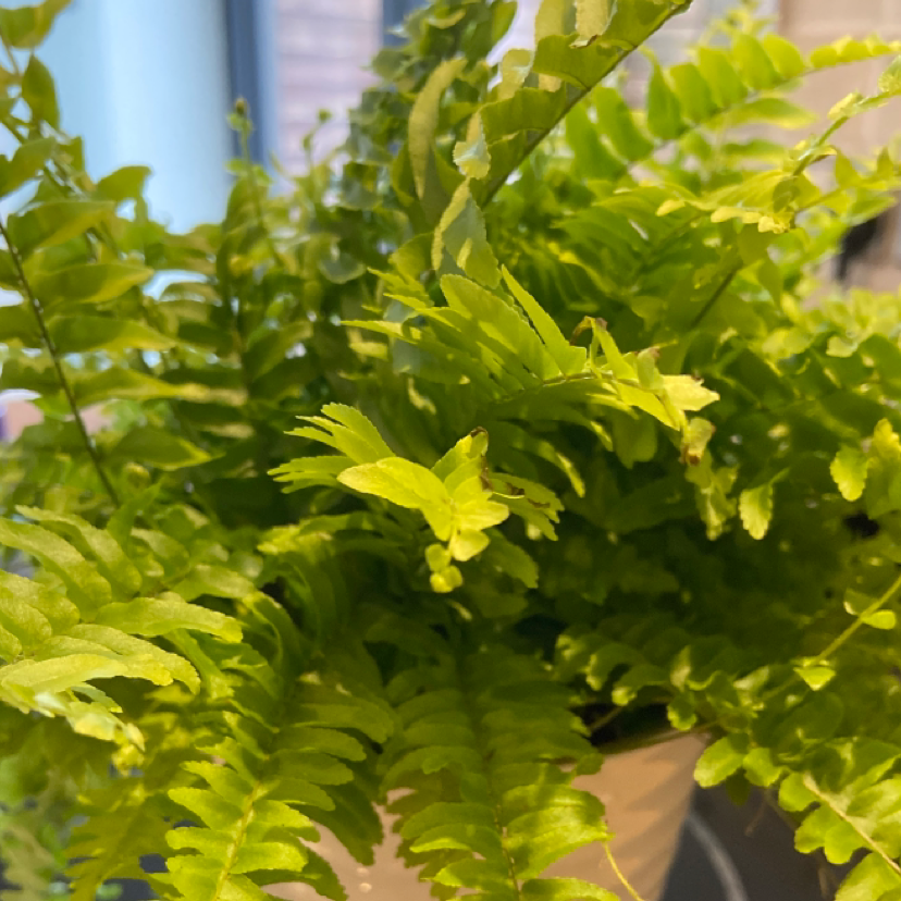 Boston Fern plant photo by @wybie named neferneferuaten nefertiti on Greg, the plant care app.