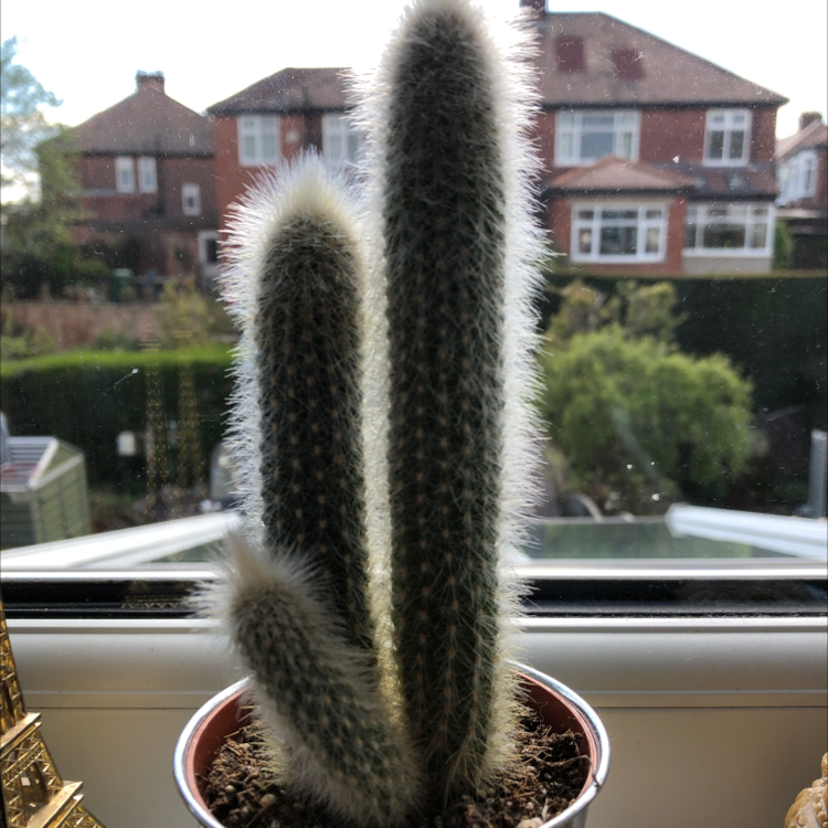 Photo of the plant species Cephalocereus polylophus by @wybie named winston on Greg, the plant care app