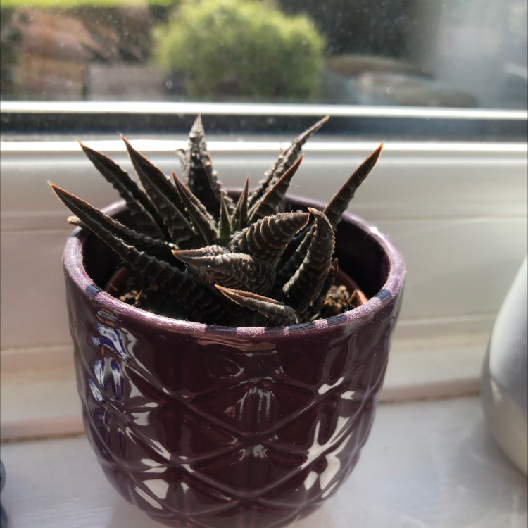 Zebra Plant plant photo by @wybie named chlorophil truman on Greg, the plant care app.