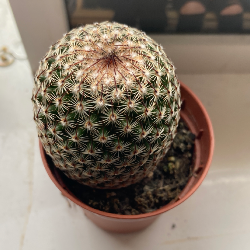 Arizona Rainbow Cactus in a small pot, well-centered and healthy.