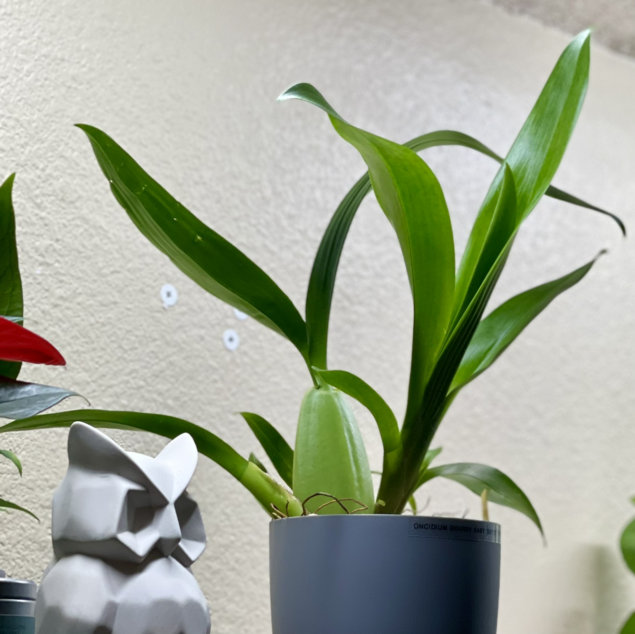 Oncidium sharry baby 'Sweet Fragrance' plant with vibrant green leaves in a pot.