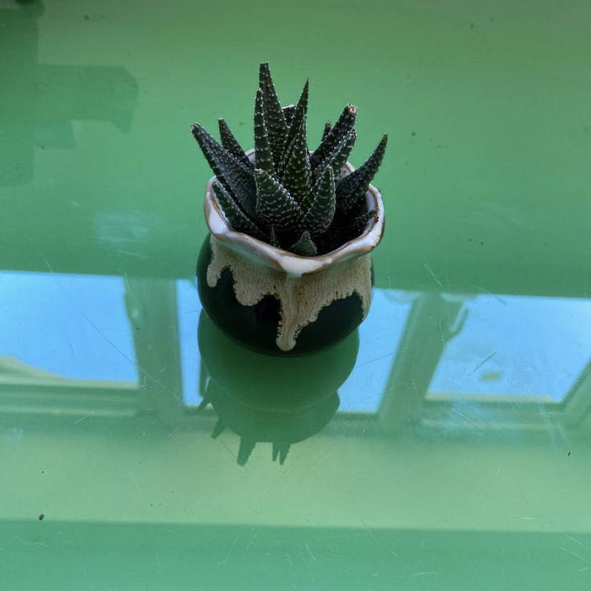 Zebra Plant plant photo by @froggiesocks named august on Greg, the plant care app.