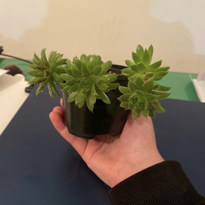 Hens and Chicks plant photo by @froggiesocks named janice on Greg, the plant care app.