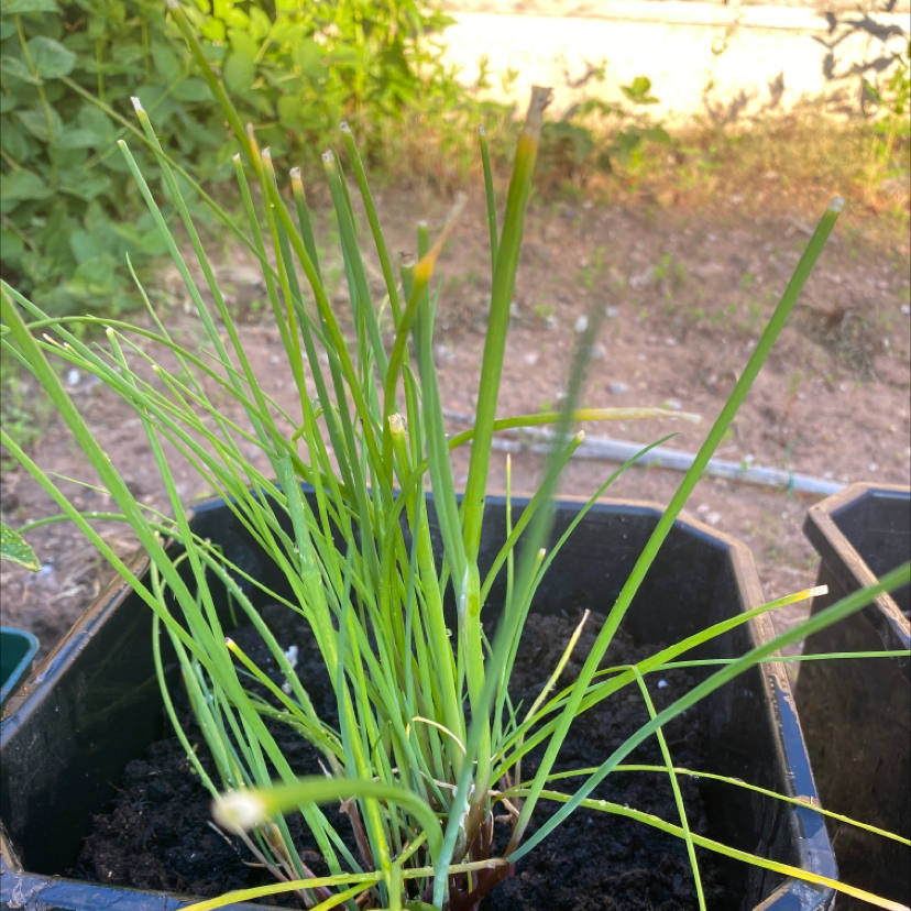 Chinese Chives plant photo by @froggiesocks named mik on Greg, the plant care app.