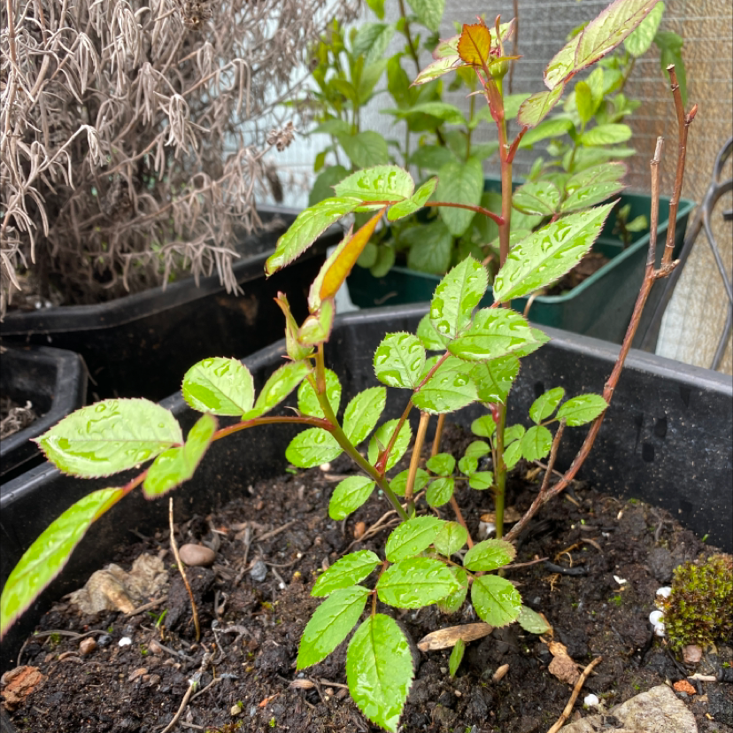 China Rose plant photo by @froggiesocks named june on Greg, the plant care app.