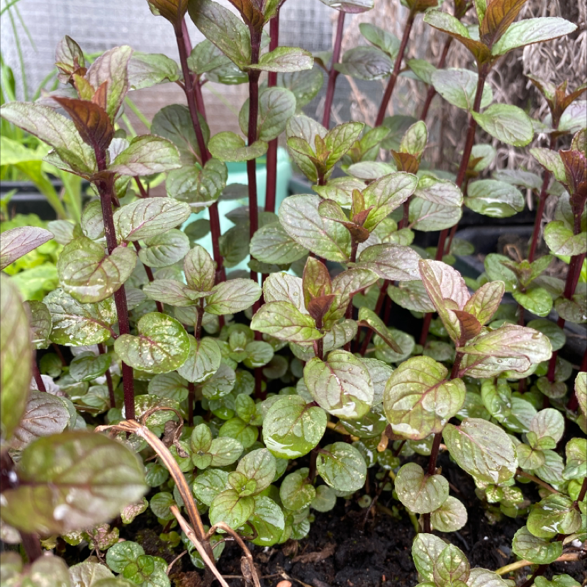 Spearmint plant photo by @froggiesocks named symone on Greg, the plant care app.