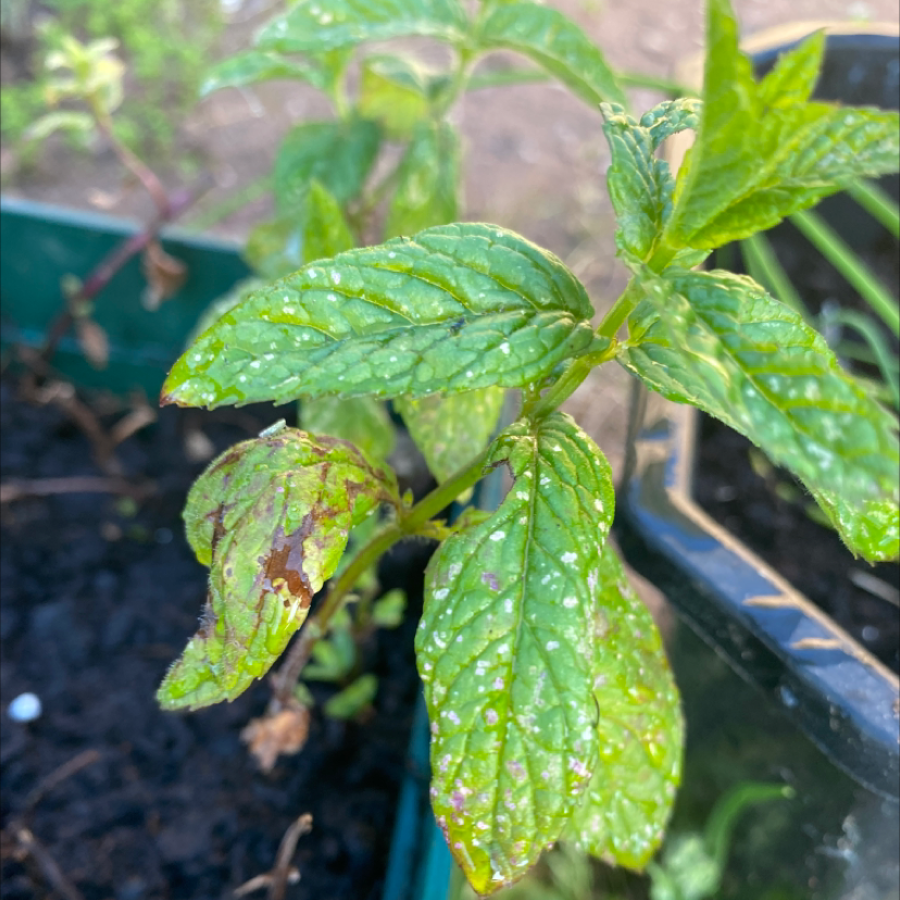 Spearmint plant photo by @froggiesocks named muse on Greg, the plant care app.