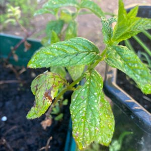 Garden Mint plant photo by @froggiesocks named muse on Greg, the plant care app.