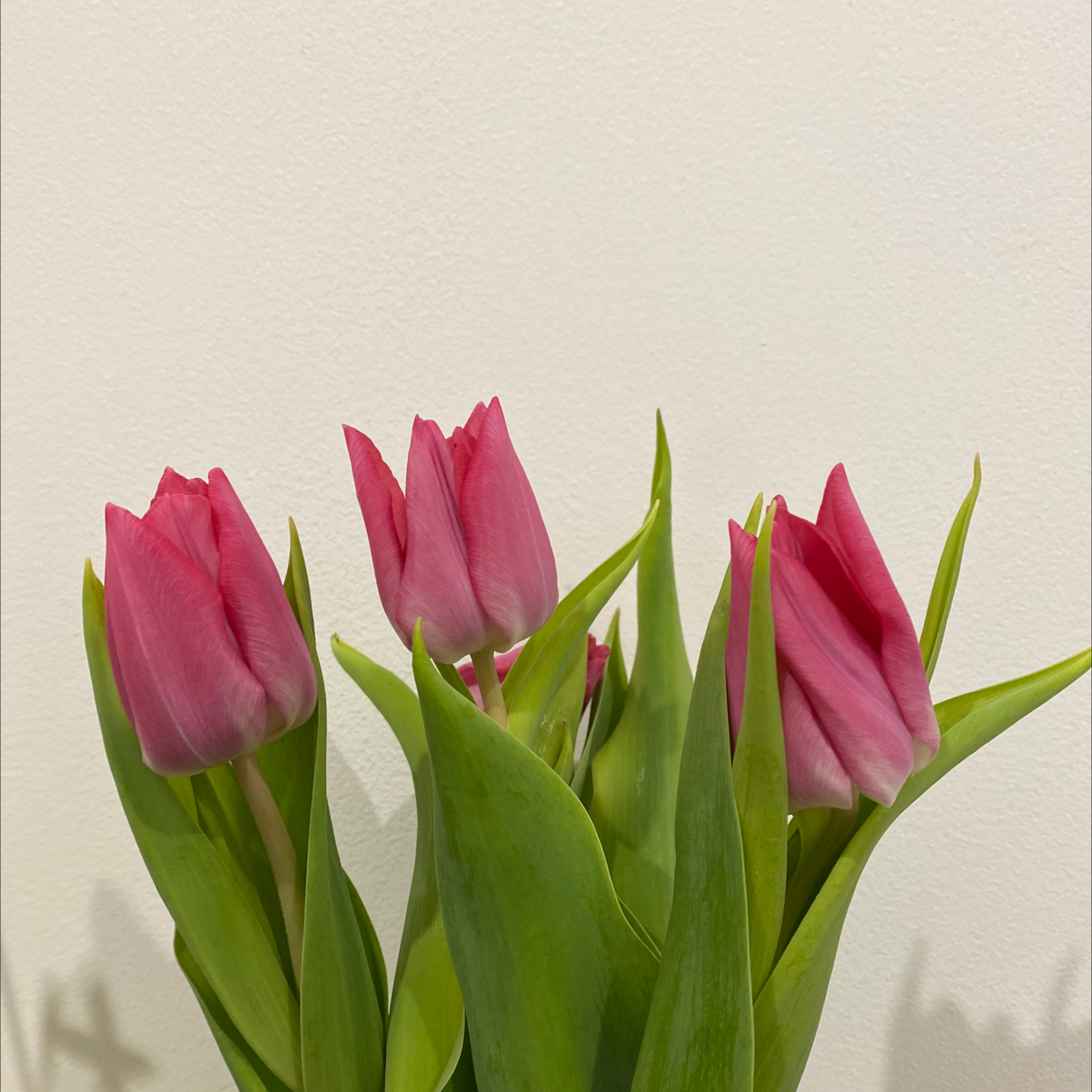 Image of a Garden Tulip with vibrant pink flowers and healthy green leaves.