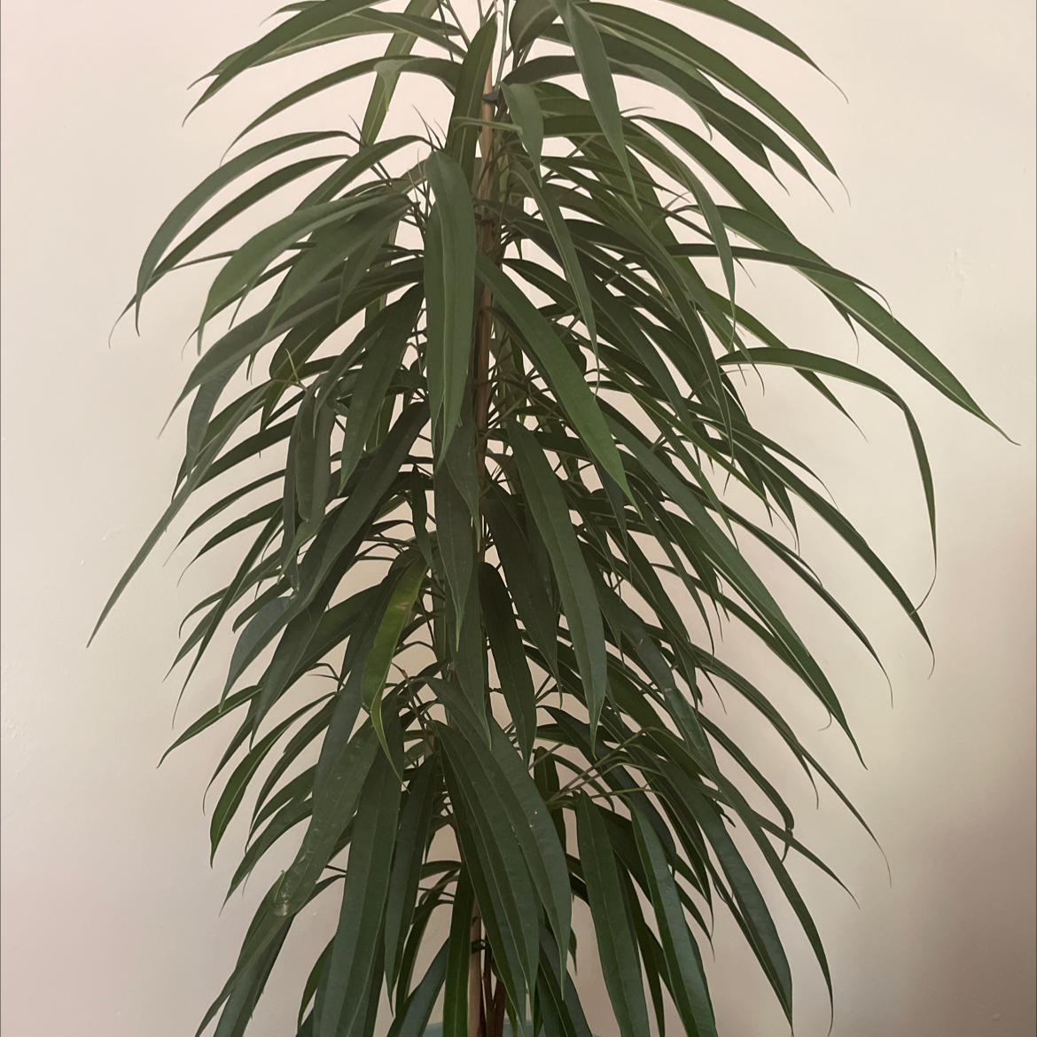 Ficus Alii plant with long, narrow leaves, appearing healthy against a plain background.