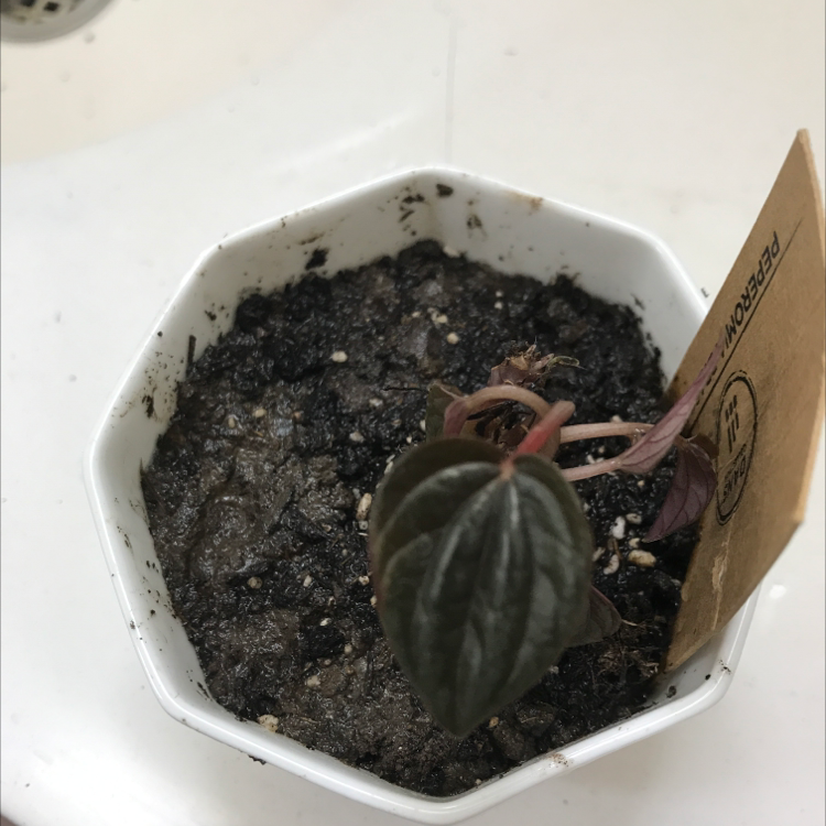 Photo of the plant species Peperomia 'Brasilia' by Charlotte named Your plant on Greg, the plant care app