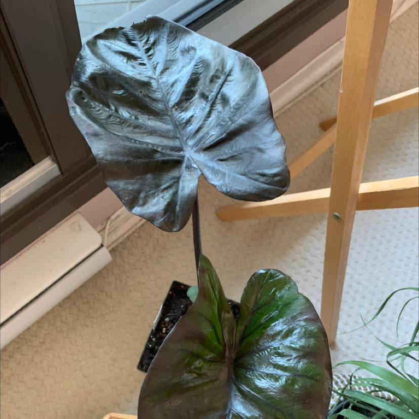 Arrowleaf Elephant Ear plant with glossy, dark green leaves indoors near a window.
