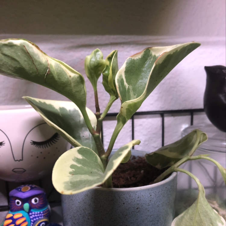 Baby Rubber Plant with large variegated leaves in a white ceramic pot, slight leaf yellowing, overall healthy