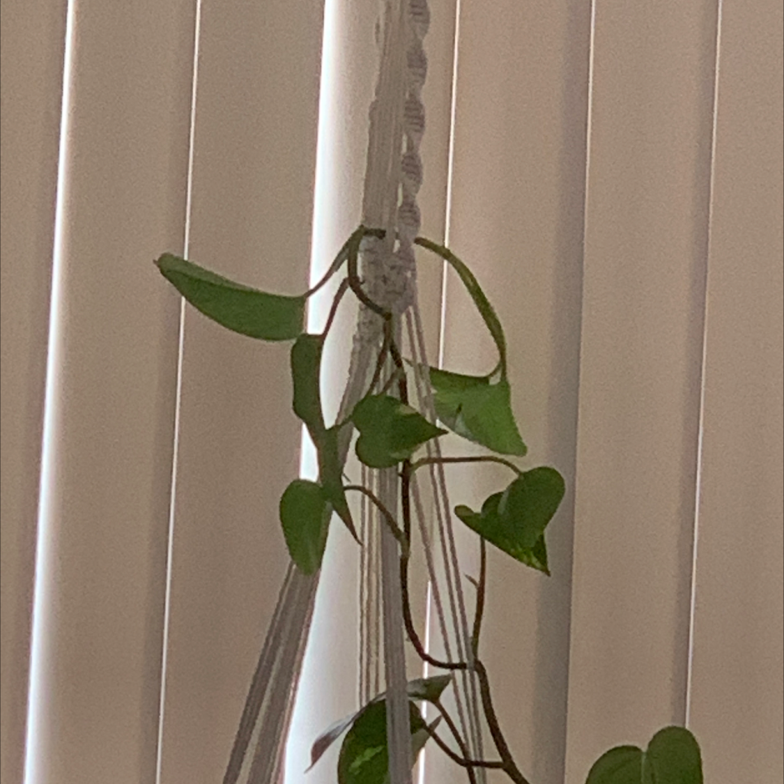 Taro Vine plant photo by @Marottam named Aspen on Greg, the plant care app.