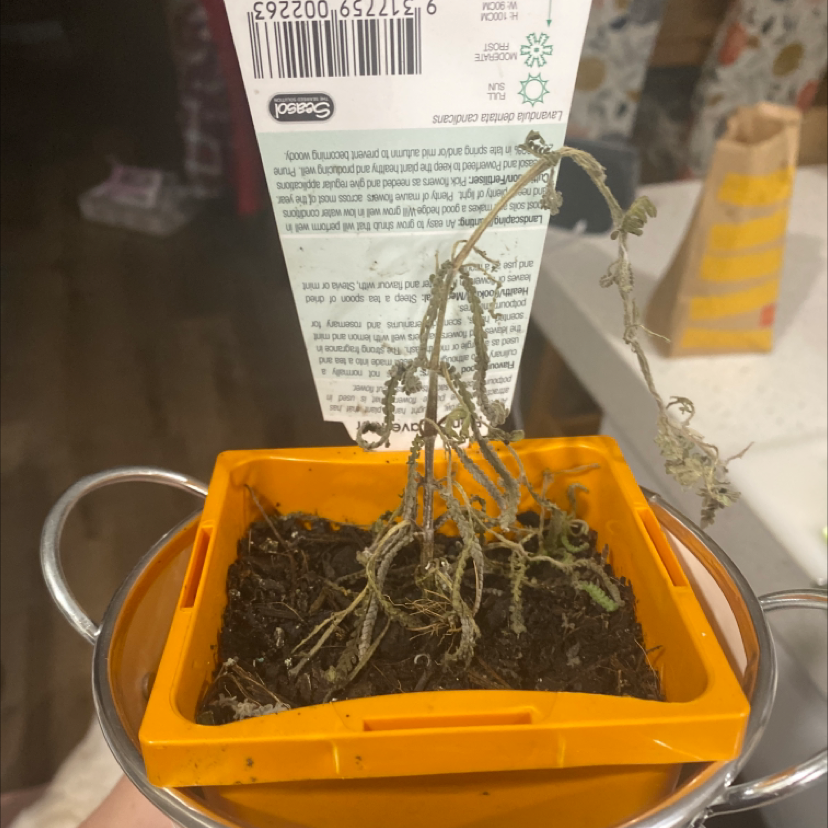 Cotton Lavender plant photo by Madeline named Até on Greg, the plant care app.