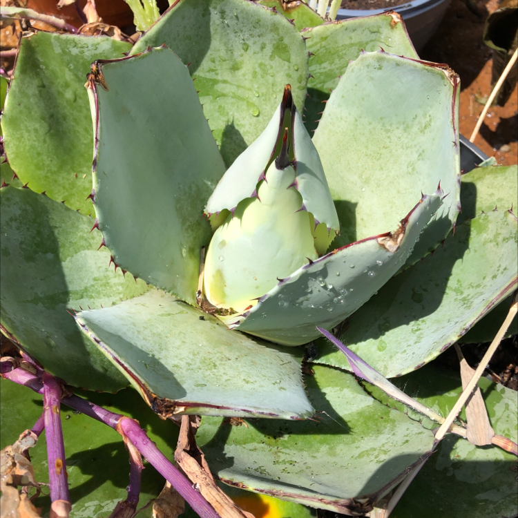 Parry's Agave plant with thick, fleshy leaves and some browning on the edges.