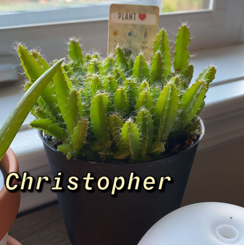 Photo of the plant species Dragonfruit by @taylor.dev5 named Christopher on Greg, the plant care app