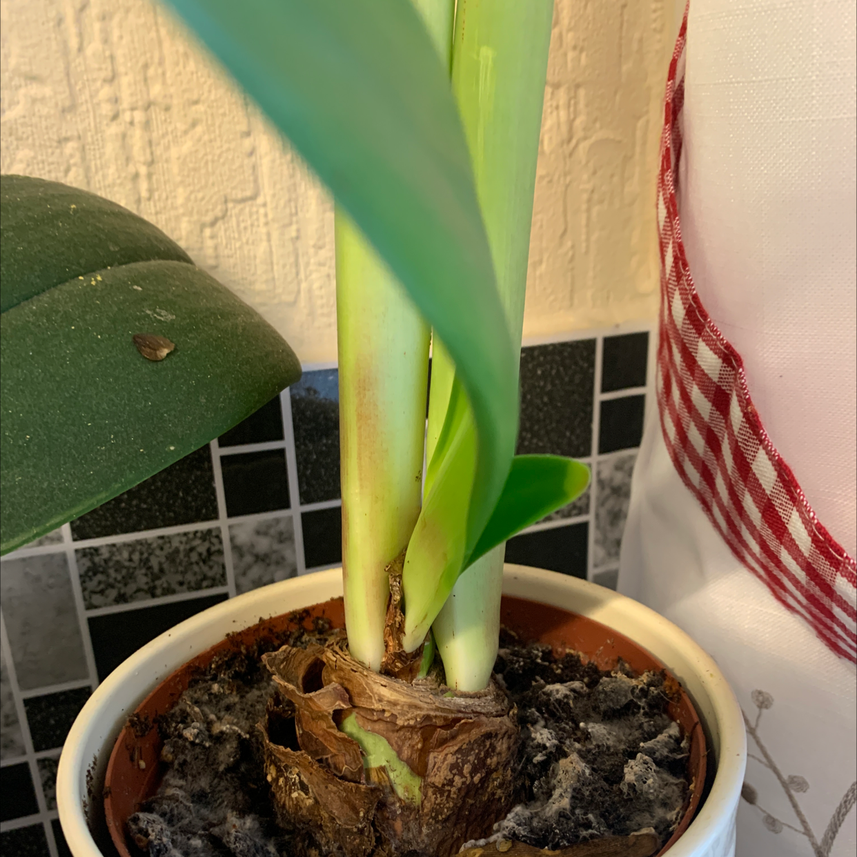 Paper White Narcissus plant in a pot with visible soil and healthy green leaves.