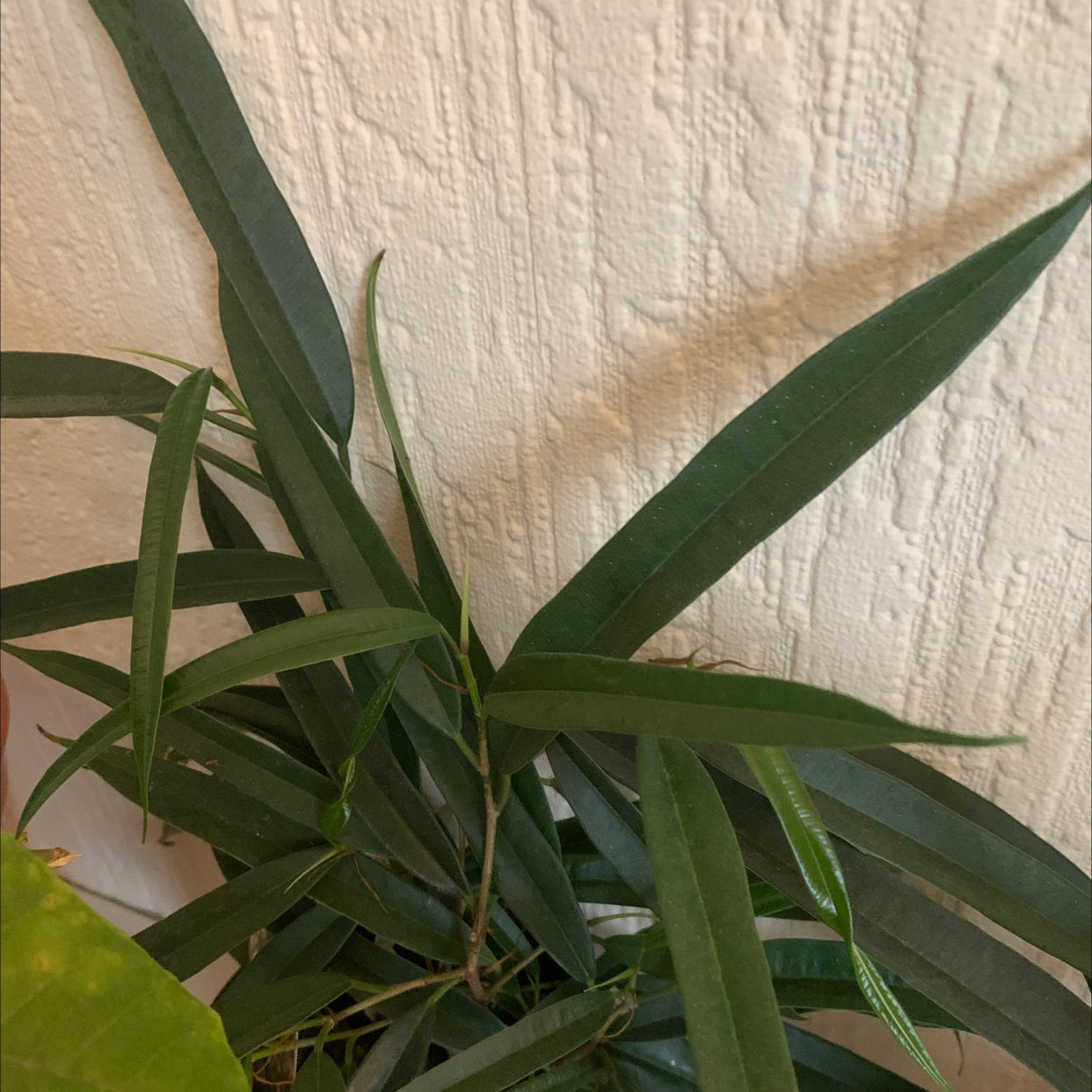 Ficus Alii plant with long, narrow green leaves against a textured wall.