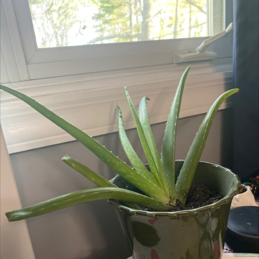 Aloe vera plant photo by Olivia named jill on Greg, the plant care app.