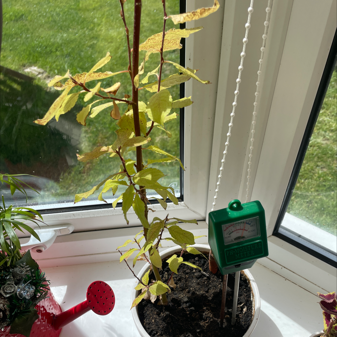 Healthy Chinese Elm bonsai tree in white tray on windowsill with soil meter, alongside other houseplants and holiday decor.