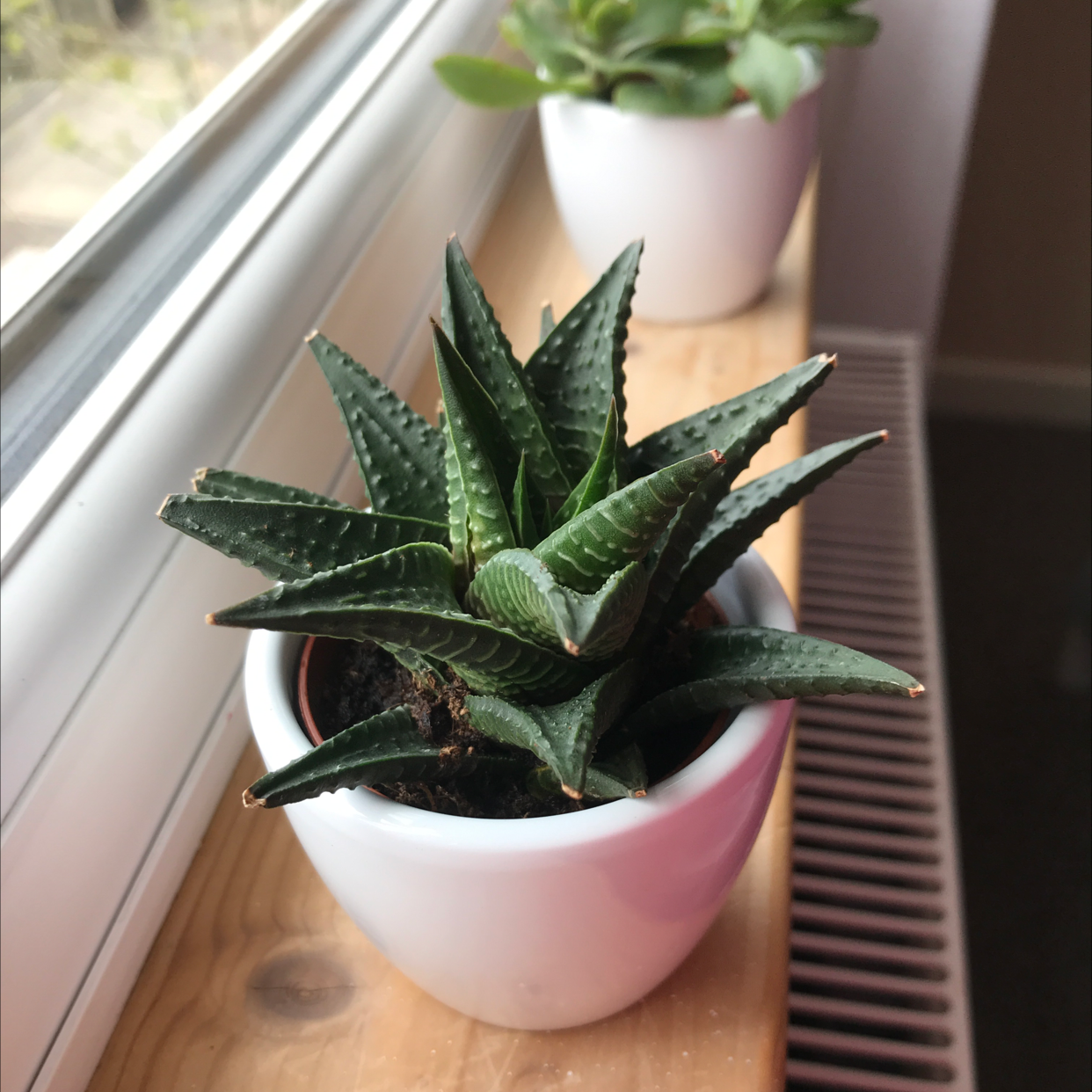Fairy Washboard plant photo by @jagodatx named Fav on Greg, the plant care app.